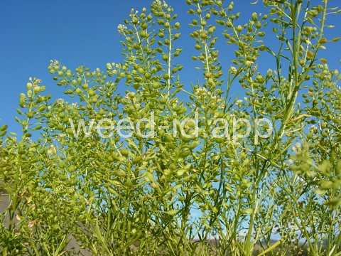 pepperweed, greenflower